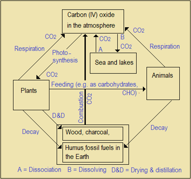 Carbon Cycle (Bold arrow shows the greatest single producer of CO2),high school chemistry 